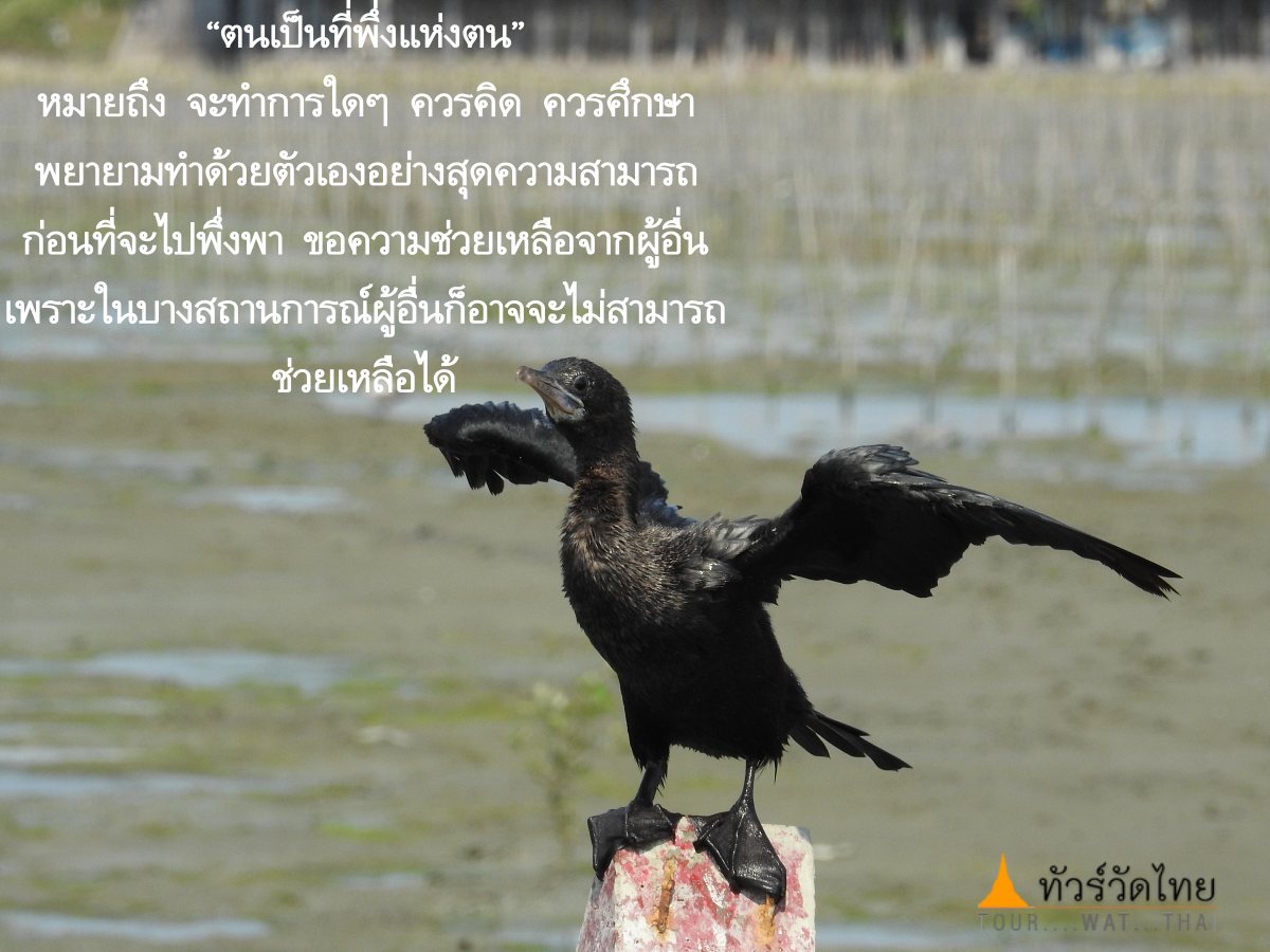 Proverbs are their refuge. ตนเป็นที่พึ่งแห่งตน